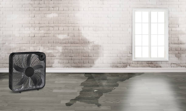 Best Sewage cleanup and water damage restoration  in South Miami Heights, FL